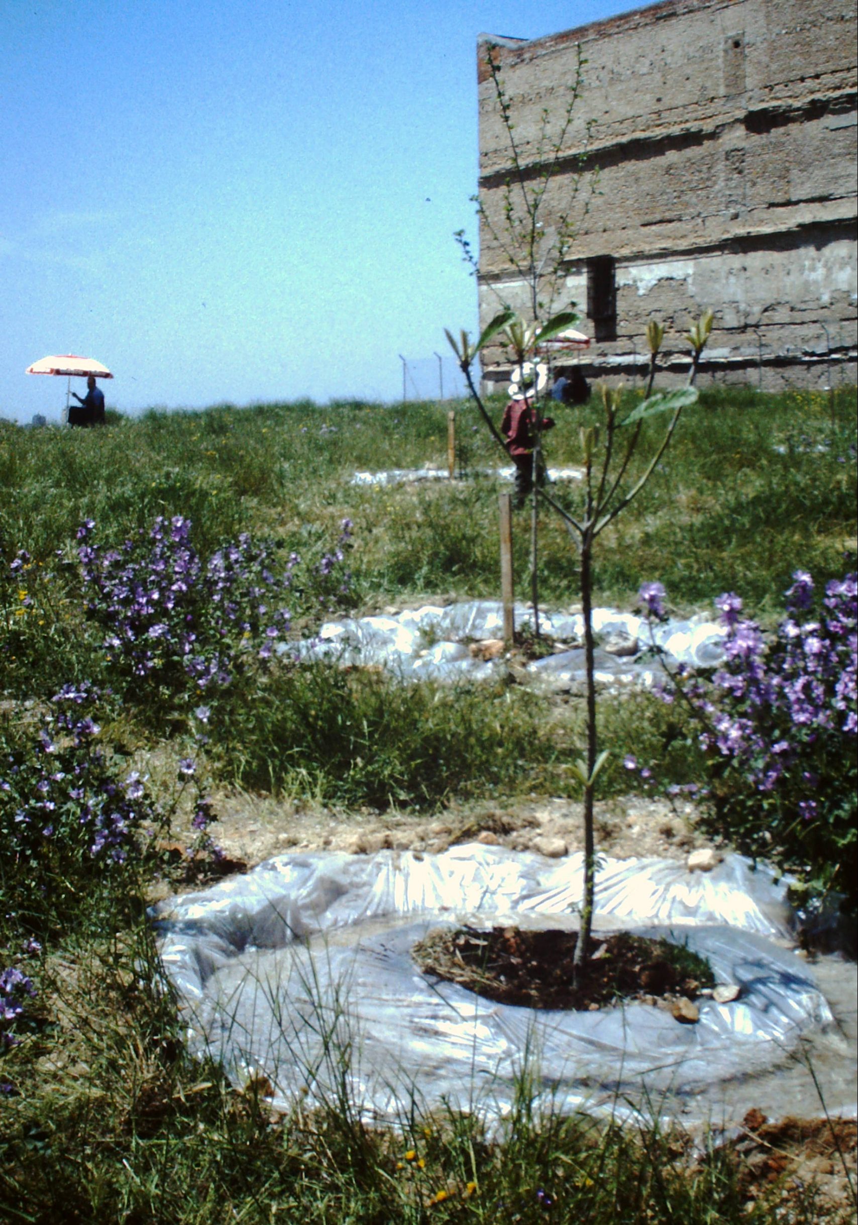 vista del solar con plantas y láminas de agua